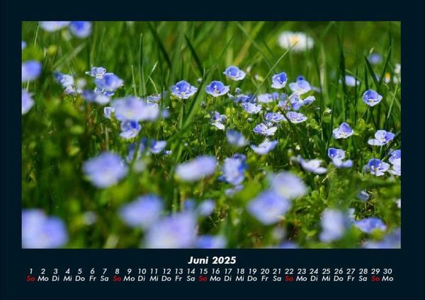 Produktbild: Blumentr&auml;ume 2025 Fotokalender DIN A4