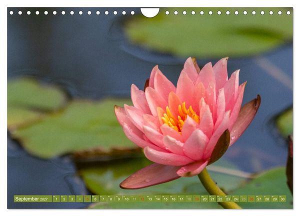 Produktbild: Zauberhafte Seerosen (Wandkalender 2027 DIN A4 quer), CALVENDO Monatskalender