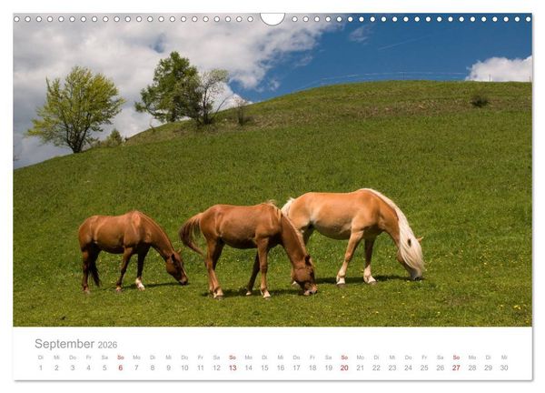 Produktbild: Pferde - Hobby und Leidenschaft (Wandkalender 2026 DIN A3 quer), CALVENDO Monatskalender