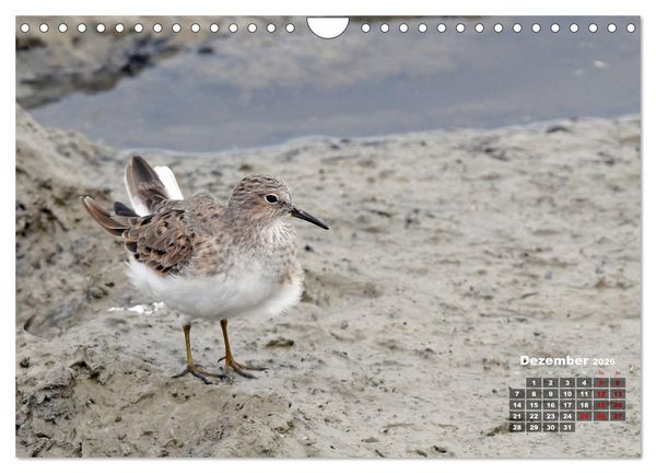 Produktbild: Limikolen - Watv&ouml;gel Europas (Wandkalender 2026 DIN A4 quer), CALVENDO Monatskalender
