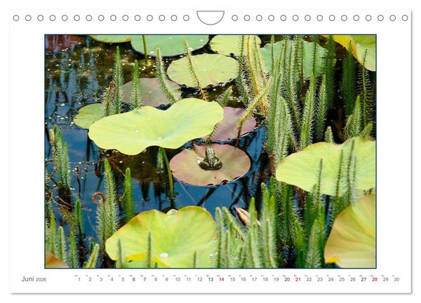 Produktbild: Sanfte Natur (Wandkalender 2026 DIN A4 quer), CALVENDO Monatskalender