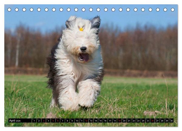 Produktbild: Traumhund Bobtail (Tischkalender 2026 DIN A5 quer), CALVENDO Monatskalender