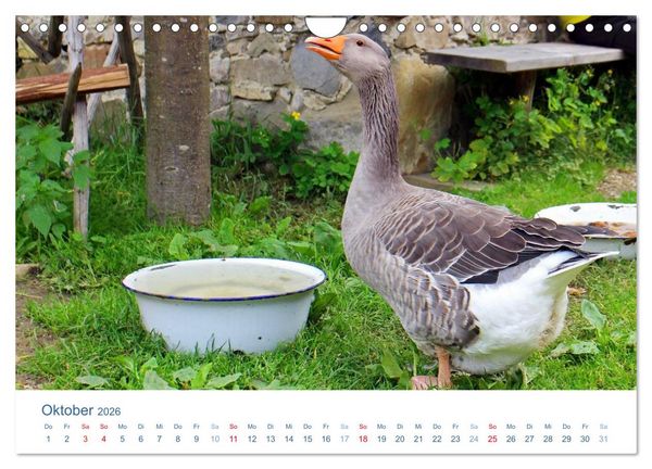 Produktbild: Tierisches Leben auf dem Bauernhof 2026 (Wandkalender 2026 DIN A4 quer), CALVENDO Monatskalender