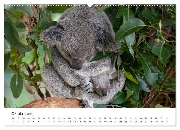 Produktbild: Australiens wunderbare Tiere (Wandkalender 2026 DIN A2 quer), CALVENDO Monatskalender