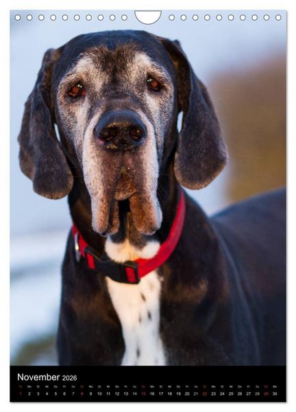 Produktbild: Faszination Deutsche Dogge (Wandkalender 2026 DIN A4 hoch), CALVENDO Monatskalender