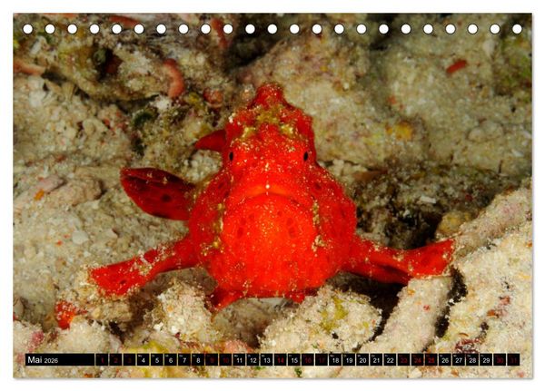 Produktbild: Raja Ampat - Faszinierende Unterwasserwelt (Tischkalender 2026 DIN A5 quer), CALVENDO Monatskalender