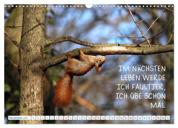 Produktbild: Humorvolles aus der Tierwelt (Wandkalender 2026 DIN A3 quer), CALVENDO Monatskalender