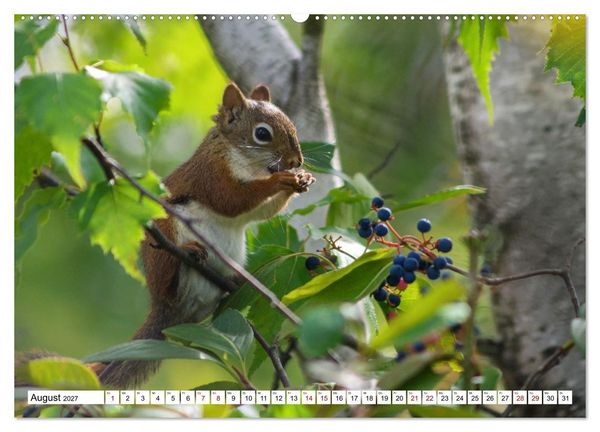 Produktbild: Eichh&ouml;rnchen - Kleine Tiere mit gro&szlig;em Charakter (hochwertiger Premium Wandkalender 2027 DIN A2 quer), Kunstdruck in Hochglanz