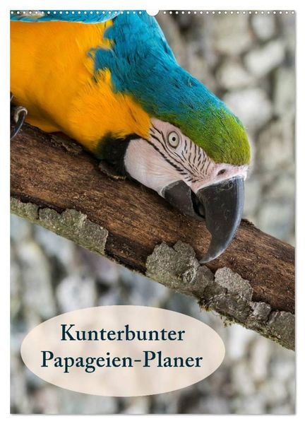 Kunterbunter Papageien-Planer (Wandkalender 2026 DIN A2 hoch), CALVENDO Monatskalender