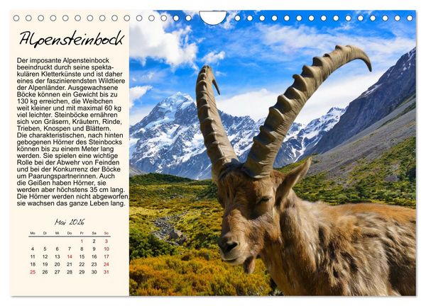 Produktbild: Majest&auml;tische Horntr&auml;ger (Wandkalender 2026 DIN A4 quer), CALVENDO Monatskalender
