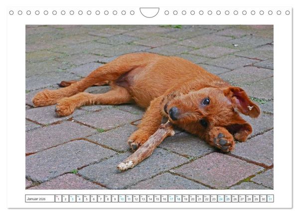 Produktbild: Chiara, ein junger Irish Terrier (Wandkalender 2026 DIN A4 quer), CALVENDO Monatskalender