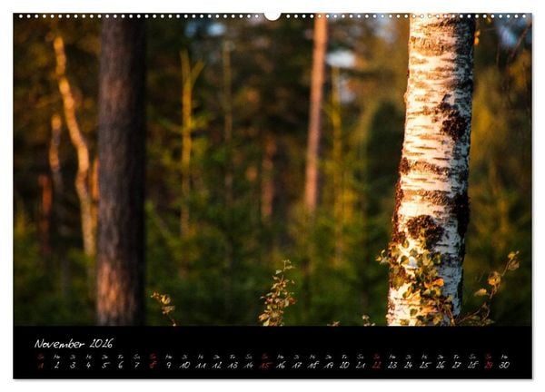 Produktbild: Wald (Wandkalender 2026 DIN A2 quer), CALVENDO Monatskalender