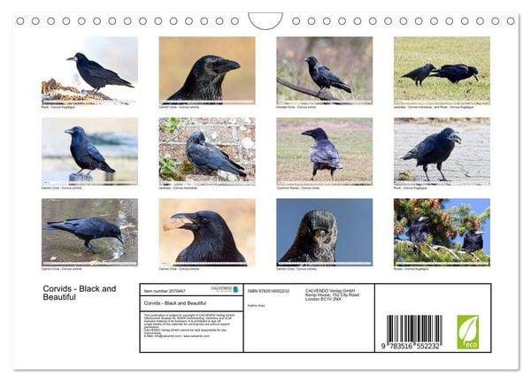 Produktbild: Corvids - Black and Beautiful (Wall Calendar 2026 DIN A4 landscape), CALVENDO 12 Month Wall Calendar