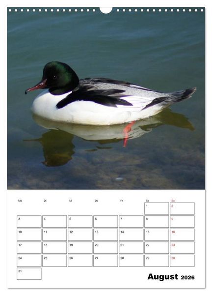 Produktbild: Liebenswerte Enten (Wandkalender 2026 DIN A3 hoch), CALVENDO Monatskalender