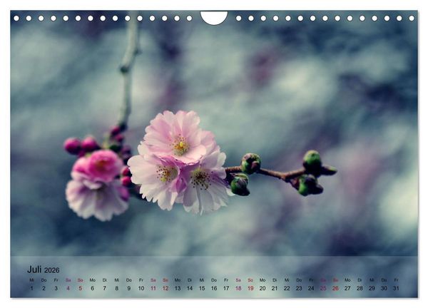 Produktbild: Bl&uuml;tenrausch - Mit Fr&uuml;hlingsgef&uuml;hlen durchs ganze Jahr (Wandkalender 2026 DIN A4 quer), CALVENDO Monatskalender