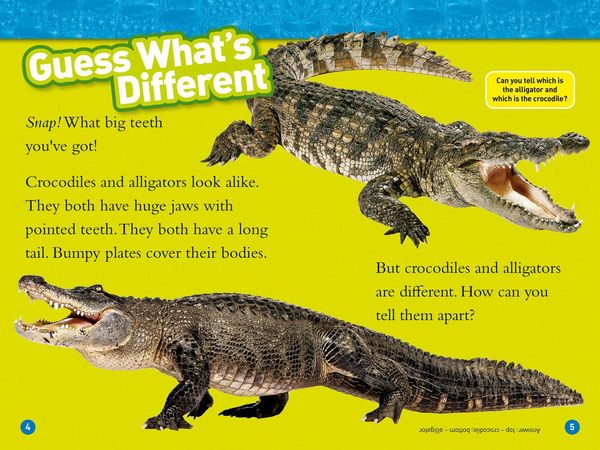 Produktbild: Alligators and Crocodiles