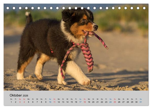 Produktbild: Australian Shepherd Welpen 2026 (Tischkalender 2026 DIN A5 quer), CALVENDO Monatskalender