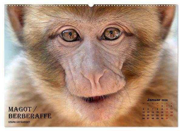 Produktbild: AFFENPORTR&Auml;TS (hochwertiger Premium Wandkalender 2026 DIN A2 quer), Kunstdruck in Hochglanz