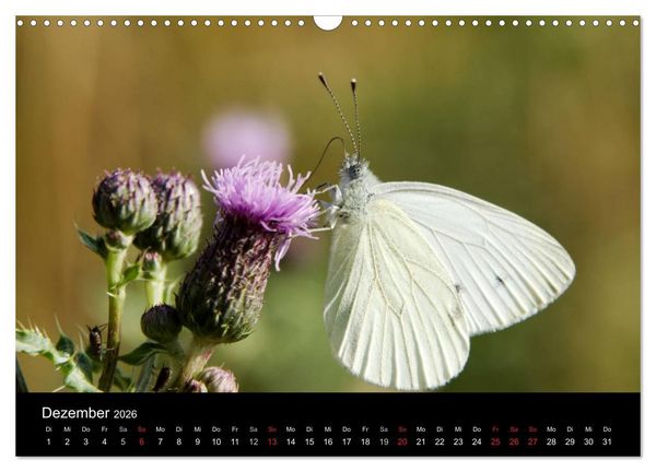 Produktbild: Schmetterlinge in Deutschland (Wandkalender 2026 DIN A3 quer), CALVENDO Monatskalender