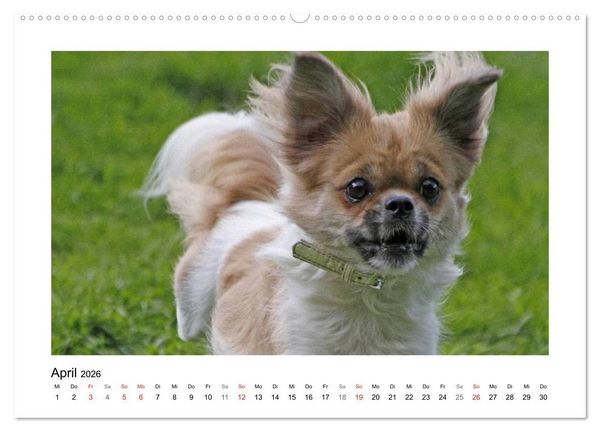 Produktbild: Tibet-Spaniel (Wandkalender 2026 DIN A2 quer), CALVENDO Monatskalender