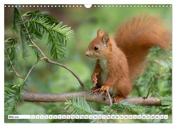 Produktbild: Eichh&ouml;rnchen im K&ouml;niglichen Garten (Wandkalender 2026 DIN A3 quer), CALVENDO Monatskalender