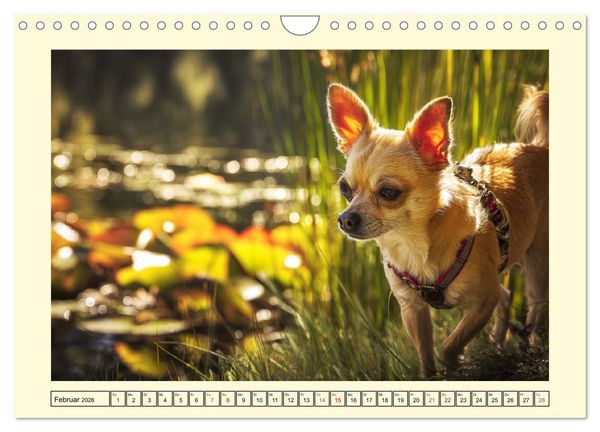 Produktbild: Reizende Chihuahuas. Winzige Hunde mit riesigem Ego und Grips (Wandkalender 2026 DIN A4 quer), CALVENDO Monatskalender