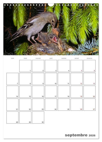 Produktbild: Les passereaux &agrave; l'or&eacute;e de la vie (Calendrier mural 2026 DIN A3 horizontal), CALVENDO calendrier mensuel