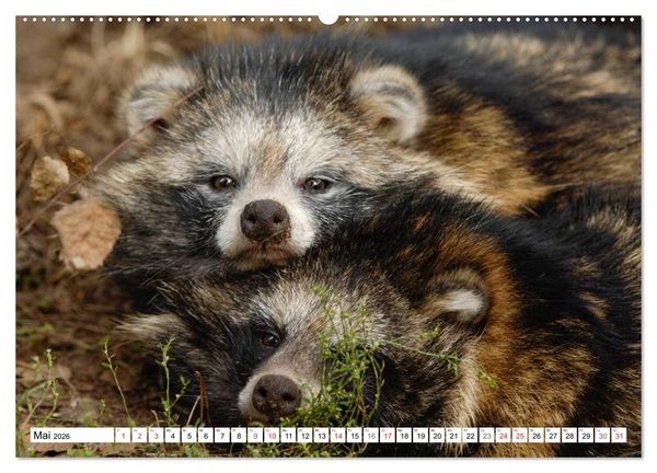 Produktbild: Emotionale Momente: Raubtiere in Deutschland (Wandkalender 2026 DIN A2 quer), CALVENDO Monatskalender