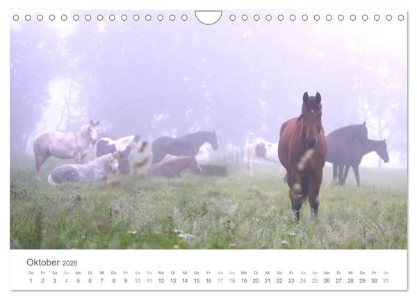 Produktbild: M&auml;rchenpferde (Wandkalender 2026 DIN A4 quer), CALVENDO Monatskalender