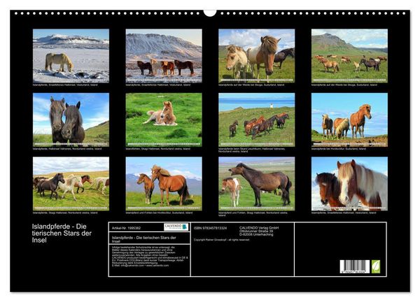 Produktbild: Islandpferde - Die tierischen Stars der Insel (Wandkalender 2026 DIN A2 quer), CALVENDO Monatskalender