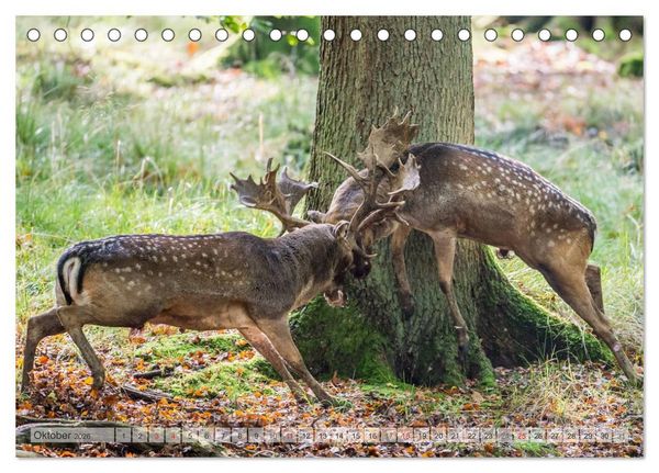 Produktbild: Emotionale Momente: Wild und Jagd. (Tischkalender 2026 DIN A5 quer), CALVENDO Monatskalender
