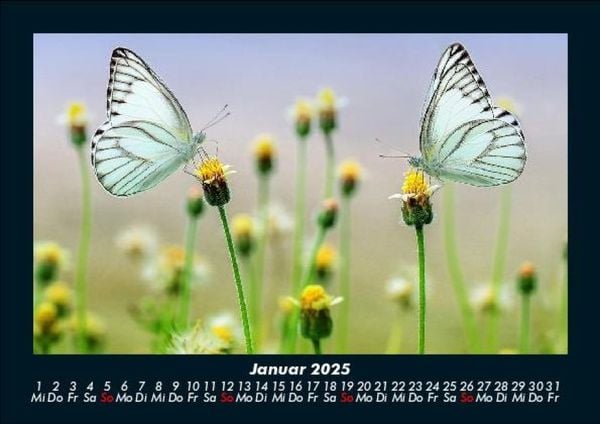 Produktbild: Natur 2025 Fotokalender DIN A5