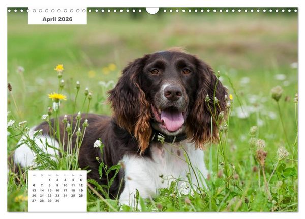 Produktbild: Rassehunde (Wandkalender 2026 DIN A3 quer), CALVENDO Monatskalender