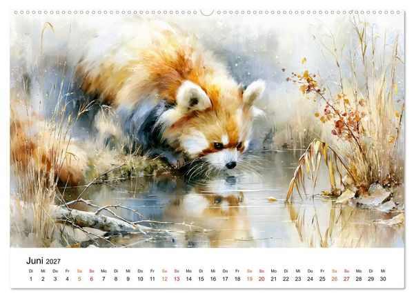 Produktbild: Roter Panda - Tierische Eleganz (Wandkalender 2027 DIN A2 quer), CALVENDO Monatskalender