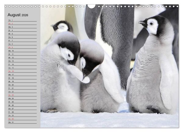 Produktbild: Pinguine - Watscheln im festlichen Kleid (Wandkalender 2026 DIN A3 quer), CALVENDO Monatskalender