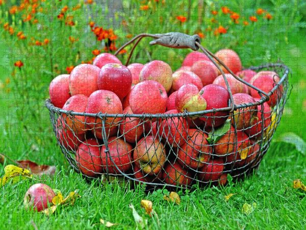 Produktbild: CALVENDO Puzzle &Auml;pfel im Korb | 1000 Teile Lege-Gr&ouml;&szlig;e 64x48cm Foto-Puzzle f&uuml;r gl&uuml;ckliche Stunden
