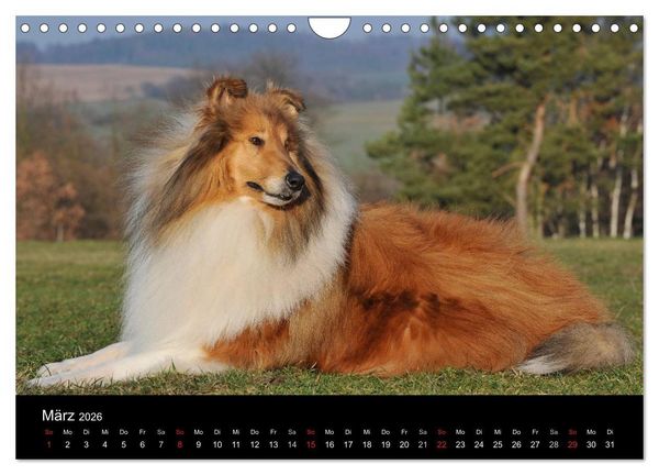 Produktbild: Faszination Collie 2026 (Wandkalender 2026 DIN A4 quer), CALVENDO Monatskalender