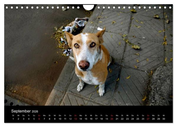 Produktbild: Stra&szlig;enhunde (Wandkalender 2026 DIN A4 quer), CALVENDO Monatskalender