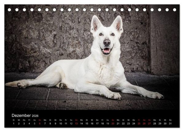 Produktbild: Urban Dogs - Hundekalender der anderen Art (Tischkalender 2026 DIN A5 quer), CALVENDO Monatskalender
