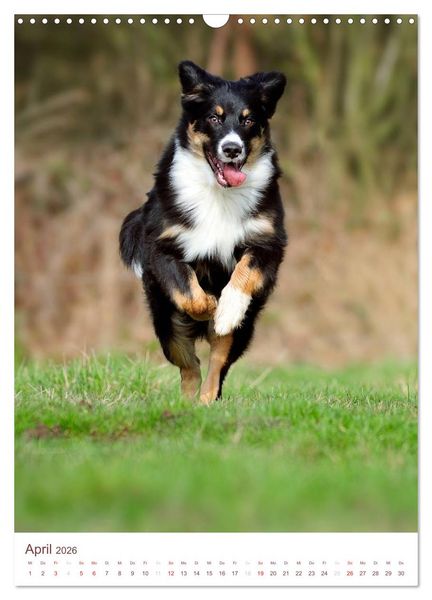 Produktbild: Australian Shepherds (Wandkalender 2026 DIN A3 hoch), CALVENDO Monatskalender