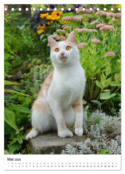 Produktbild: COUNTRY CATS (Tischkalender 2026 DIN A5 hoch), CALVENDO Monatskalender