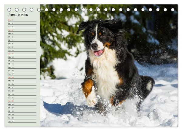 Produktbild: Berner Sennenhunde in Action (Tischkalender 2026 DIN A5 quer), CALVENDO Monatskalender