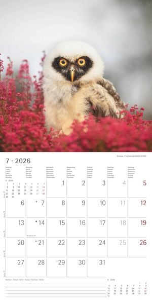 Produktbild: Alpha Edition - Eulen 2026 Broschürenkalender, 30x30cm, Wandkalender mit Platz für Notizen und Termine, beeindruckende Eulen-Motive, Monatsübersicht u