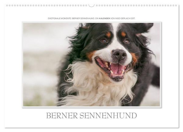 Produktbild: Emotionale Momente: Berner Sennenhund. (Wandkalender 2026 DIN A2 quer), CALVENDO Monatskalender