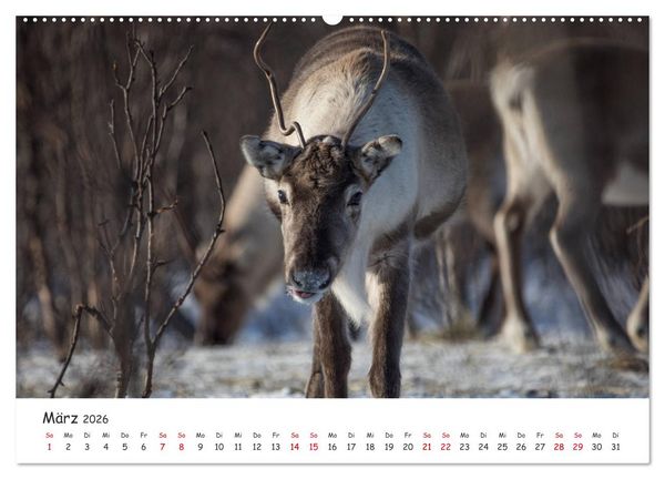 Produktbild: Rentiere (hochwertiger Premium Wandkalender 2026 DIN A2 quer), Kunstdruck in Hochglanz