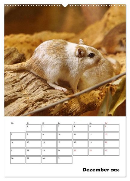 Produktbild: Lustige Rennm&auml;use (Wandkalender 2026 DIN A2 hoch), CALVENDO Monatskalender