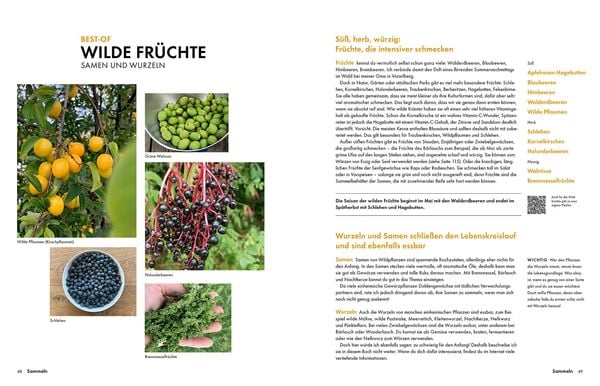 Produktbild: Wildkräuter – Bestimmen, Sammeln, Zubereiten