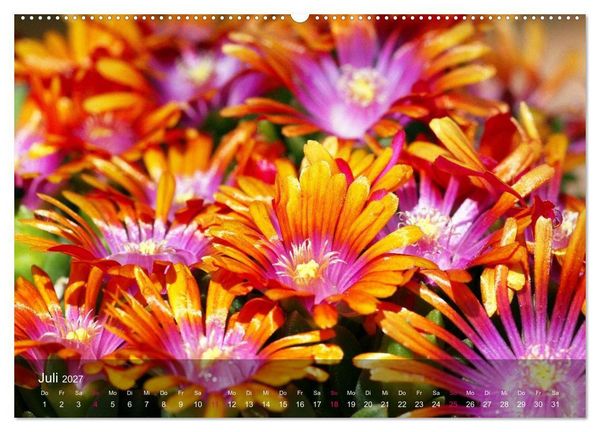 Produktbild: Sukkulenten in Haus und Garten (Wandkalender 2027 DIN A2 quer), CALVENDO Monatskalender