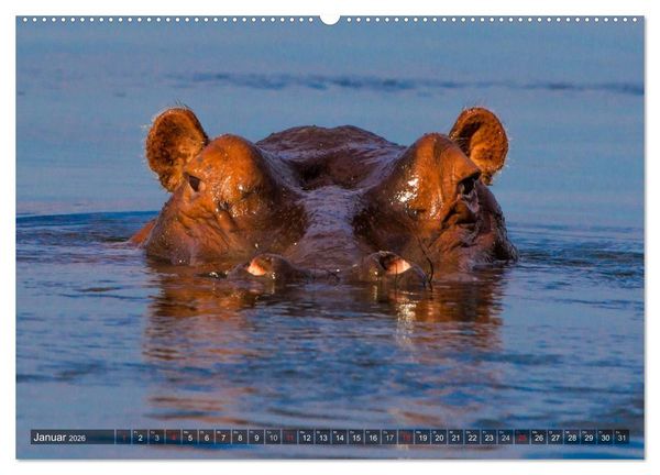 Produktbild: blick kontakt mit tieren im &ouml;stlichen und s&uuml;dlichen afrika (hochwertiger Premium Wandkalender 2026 DIN A2 quer), Kunstdruck in Hochglanz
