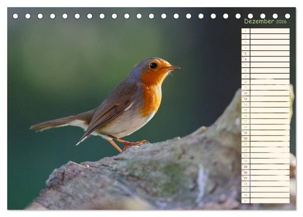 Produktbild: Gefiederte Sch&ouml;nheiten - Das Rotkehlchen / Planer (Tischkalender 2026 DIN A5 quer), CALVENDO Monatskalender